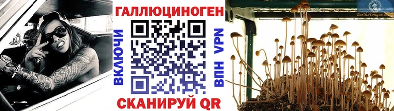 KRAKEN ССЫЛКА  где купить наркоту  Кирсанов  Галлюциногенные грибы Psilocybine cubensis 
